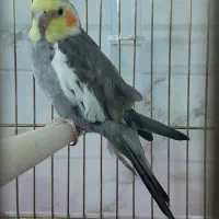 عروس هلندی