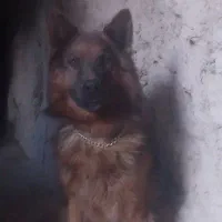 ژرمن