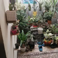 سوییت تمیزو مرتب ،محدوده دانش