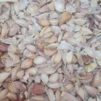 سیر|عمده‌فروشی|کرمان, |دیوار