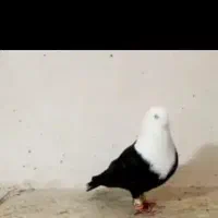 کبوتر مخمل
