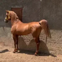 فروش اسب دوسر درهشور