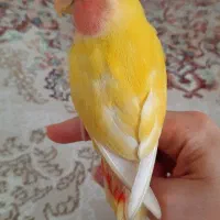 طوطی برزیلی دستی با قفس