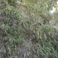اجاره مغازه ۲۴ متری خ شیرمرد جنوبی
