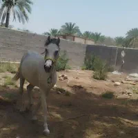 اسب