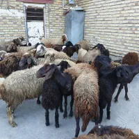 میش وبره