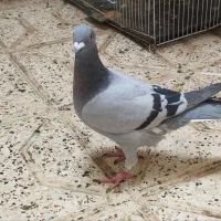 رنگه|پرنده|مشهد, قائم|دیوار