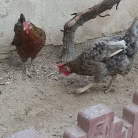 دو عدد مرغ گلین تخم گذار