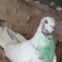 گمشده