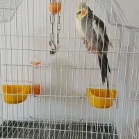 دو عدد عروس هلندی نر ماده