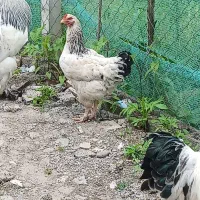 مرغ برهما ۳میلیون ۲۰۰