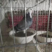 شازده سبز نرجفتگاه