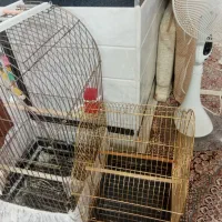 قفس کاسکو وعروس