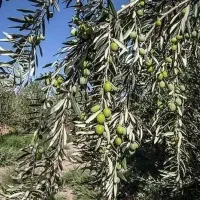 باغ زیتون طارم