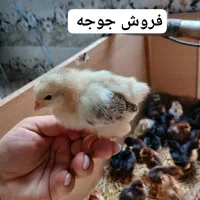 جوجه مرغ سالم و سرحال