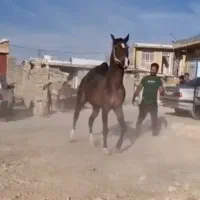 سیلمی خانسالار