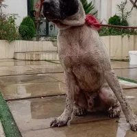 فروش سگ آلابای اصیل