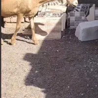 یک راس گوسفند چینی دوقلو زاه  بادوبرنر