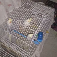 عروس هلندی