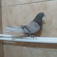 کبوتر