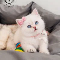 گربه عروسک متحرک