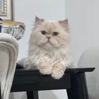 گربه هیمالین نر ( جفتگیری)