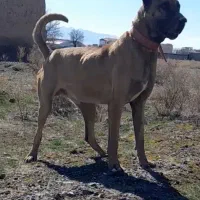 واگذاری سگ سرابی گله ای دهن پاک