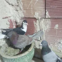 شیرماده 250سبز ماده  گوره سزخ نر ولی کت ضرب خورده