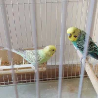 یک جفت مرغ عشق سر حال خوش رنگ