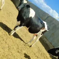 تلیسه شکم اول ۸ ماه آبستن