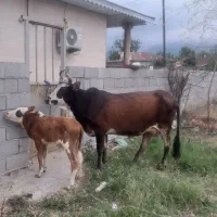 گاو چالوسی اصیل گوساله نر چالوسی درجه یک