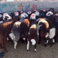 بره نر سبک بهترین نژاد دامداری بزرگ امیر عامری
