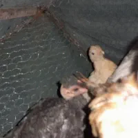 جوجه فروشی