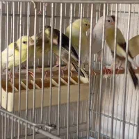 جوجه قناری