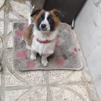 توله پاکوتا ماده خیلی زرنگ