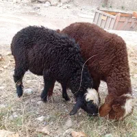 یک جفت نر بره افشاری خوراک خور