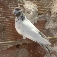 کفتر|پرنده|پاکدشت, پاکدشت (مامازند)|دیوار