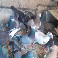 کبوتر