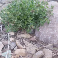 آویشن ، چای کوهی خاکشیر ،گلپر ، اسفند ،پونه و کنگر