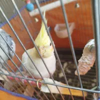 پرنده