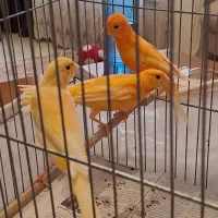 قناری نر سرخ سوخته و ماده ردفکتور قرمز