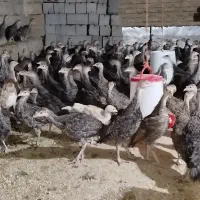 جوجه بوقلمون سیاه وقرمز روستای کوسته