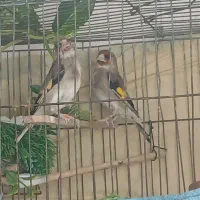 سهره|پرنده|بندرعباس, |دیوار