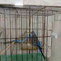 مرغ عشق