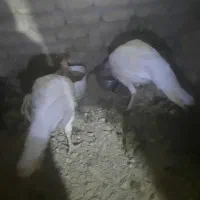 باقلمون گوشتی