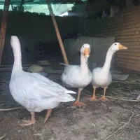 غاز