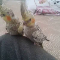 عروس هلندی
