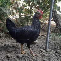 خروس جوان سرحال
