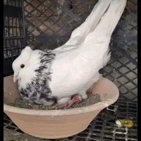 تخم کبوتر طوقی بشرط نطفه