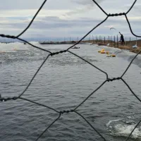 مزرعه ماهی طلایی،فروش عمده وجزئی ماهی قزل الا